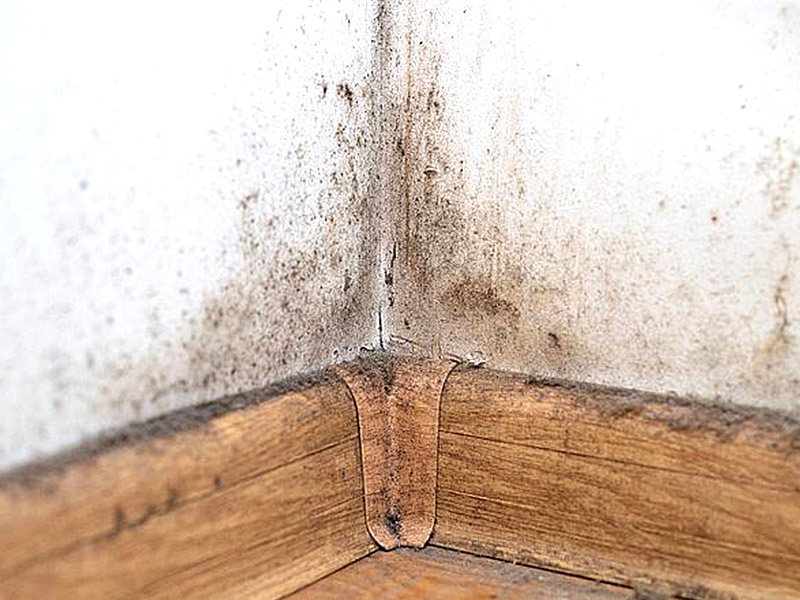 ทำไมกระดานข้างก้นของฉันถึงเติบโตเชื้อรา?